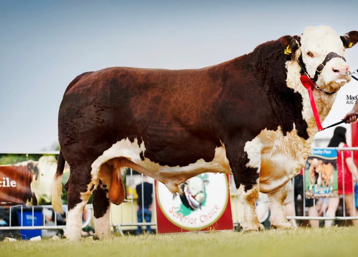 Pedigree Hereford Bull - Image 4
