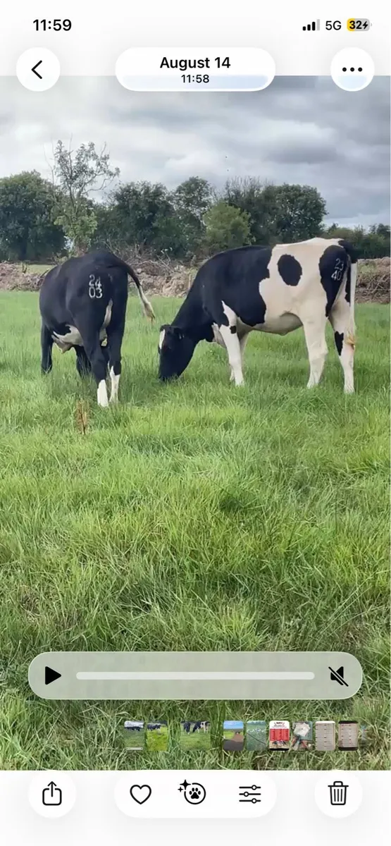 Incalf heifers - Image 1