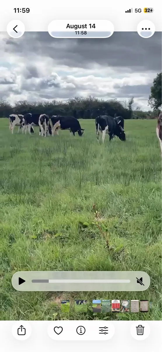 Incalf heifers - Image 2