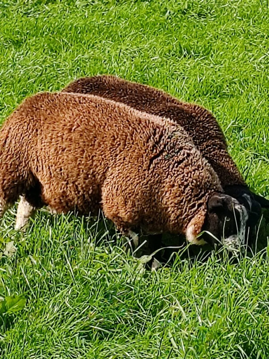 Dutch spotted Rams - Image 1