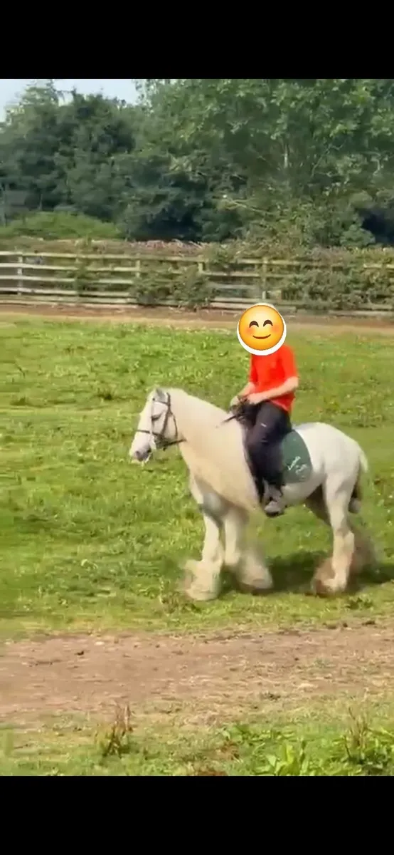 horse - Image 1