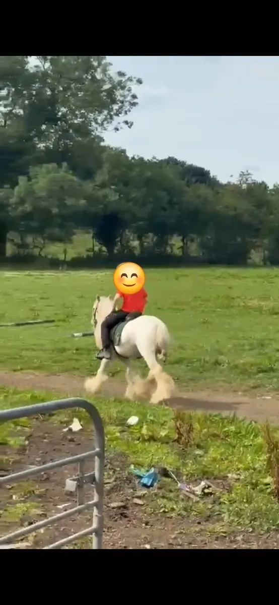 horse - Image 2