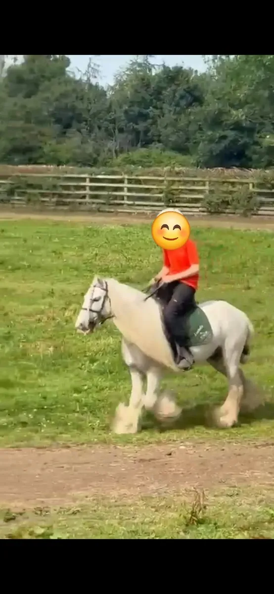 horse - Image 3