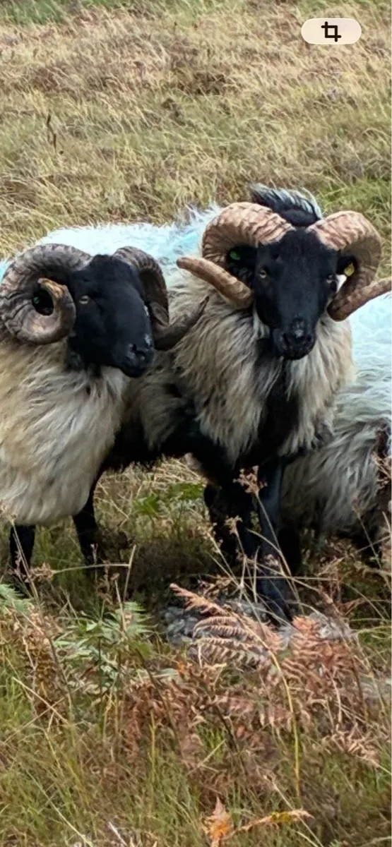 HOGGET RAMS & 2 YEAR OLD RAM - Image 1