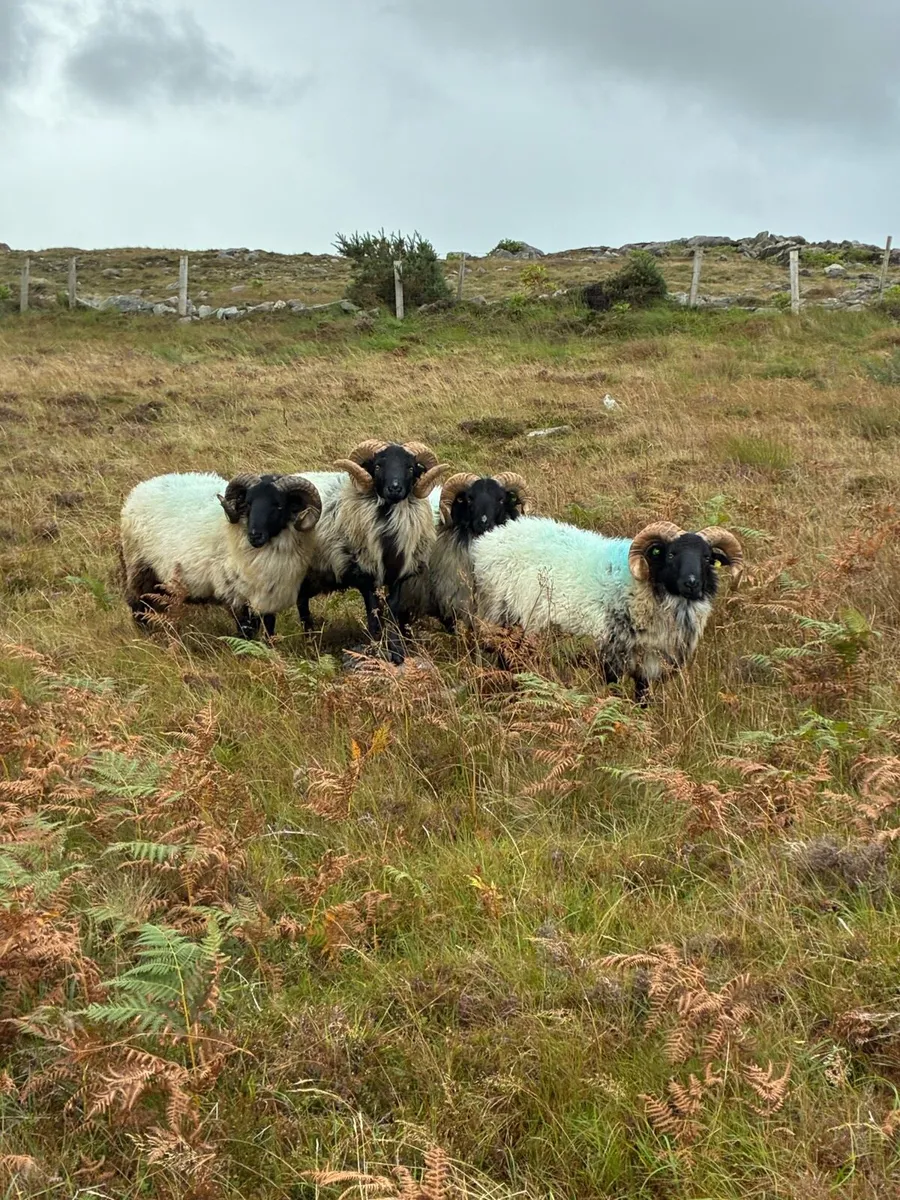 HOGGET RAMS & 2 YEAR OLD RAM - Image 3