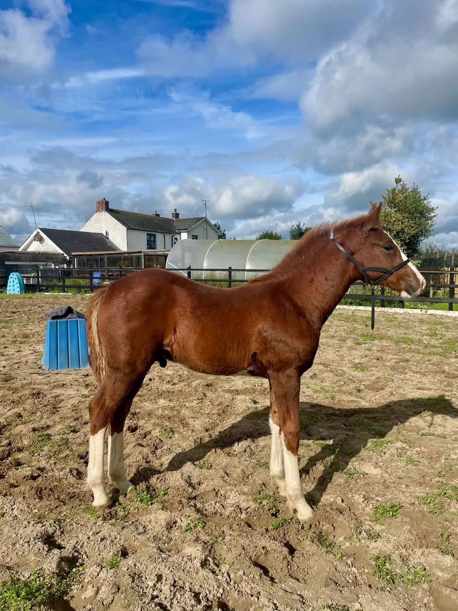 WGS Irish Rajah Draught Colt Foal - Image 1