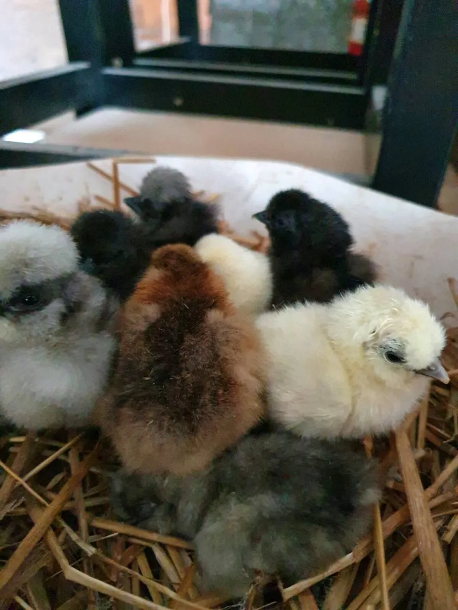 Hens, Pullets,chicks,Ducklings,Fertile eggs - Image 4