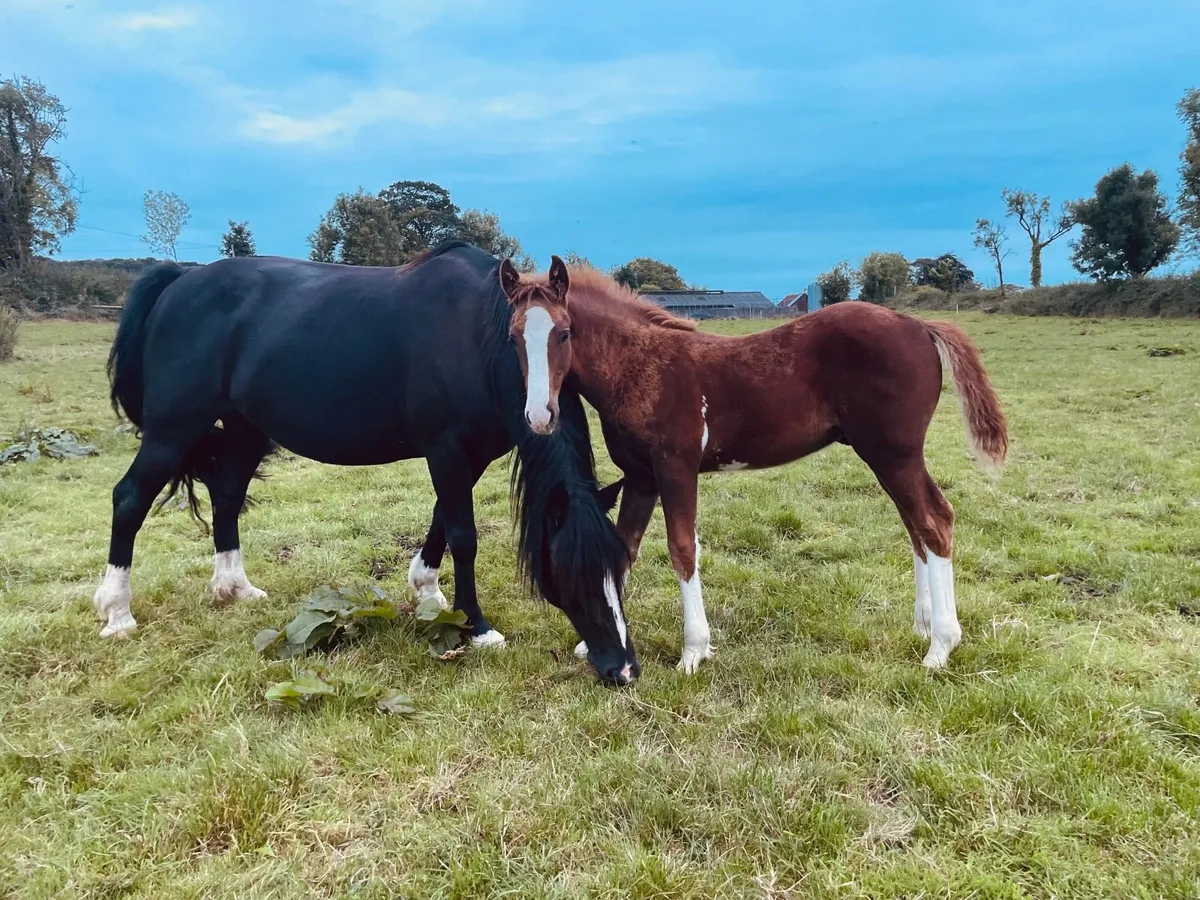 WGS Irish Rajah Draught Colt Foal - Image 3