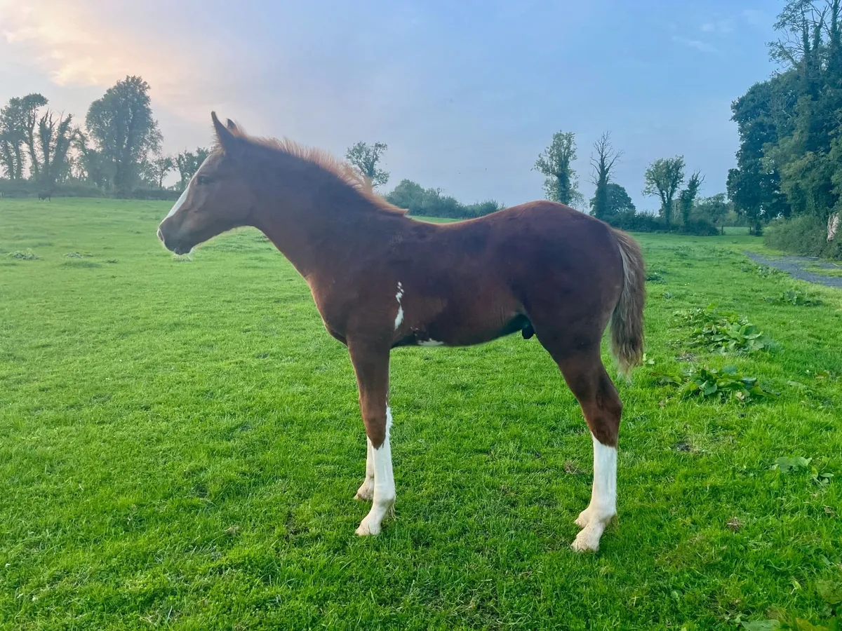 WGS Irish Rajah Draught Colt Foal - Image 4