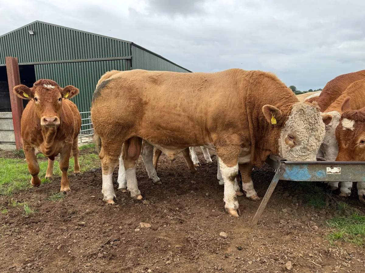 Simmental bull’s for sale - Image 2