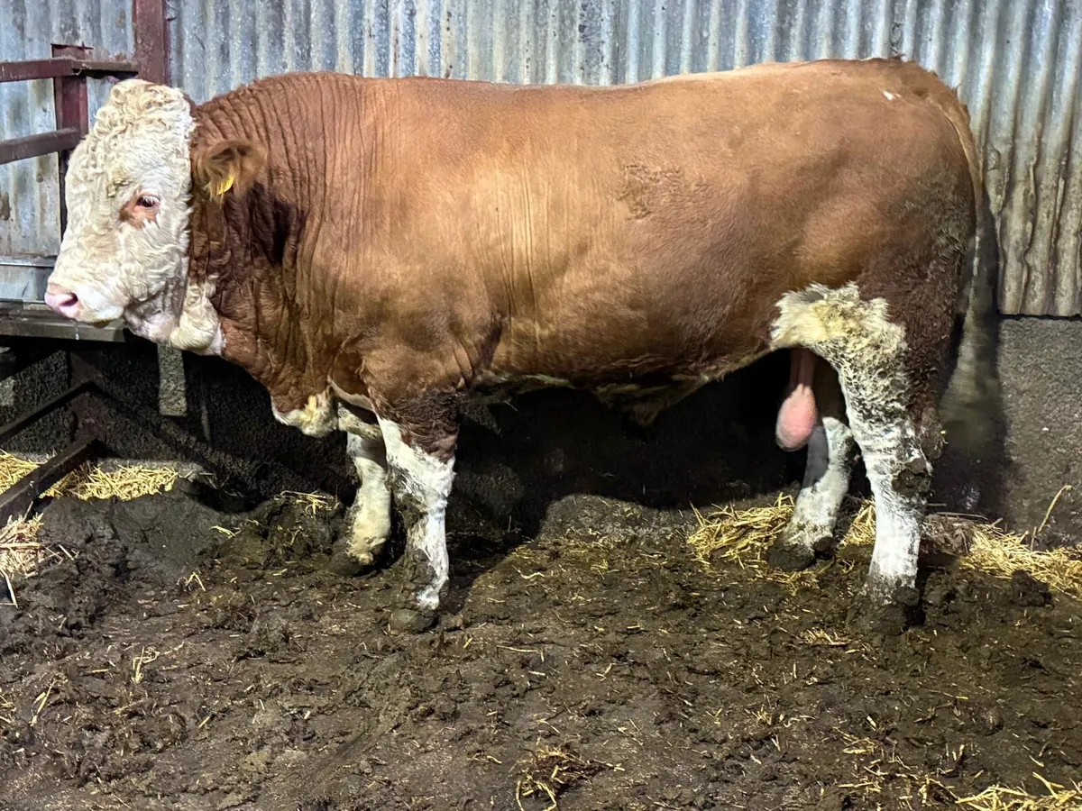 Simmental bull’s for sale - Image 3