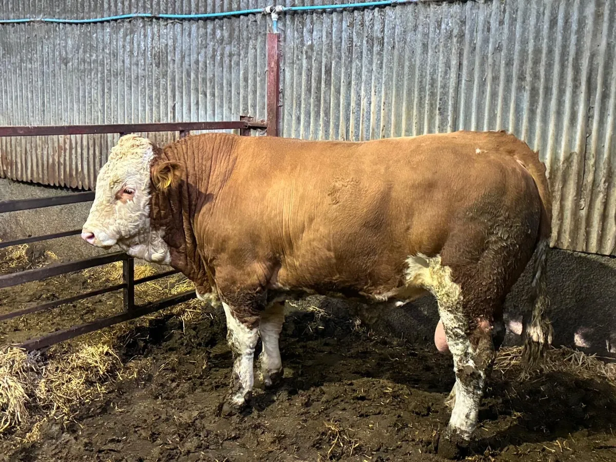 Simmental bull’s for sale - Image 4