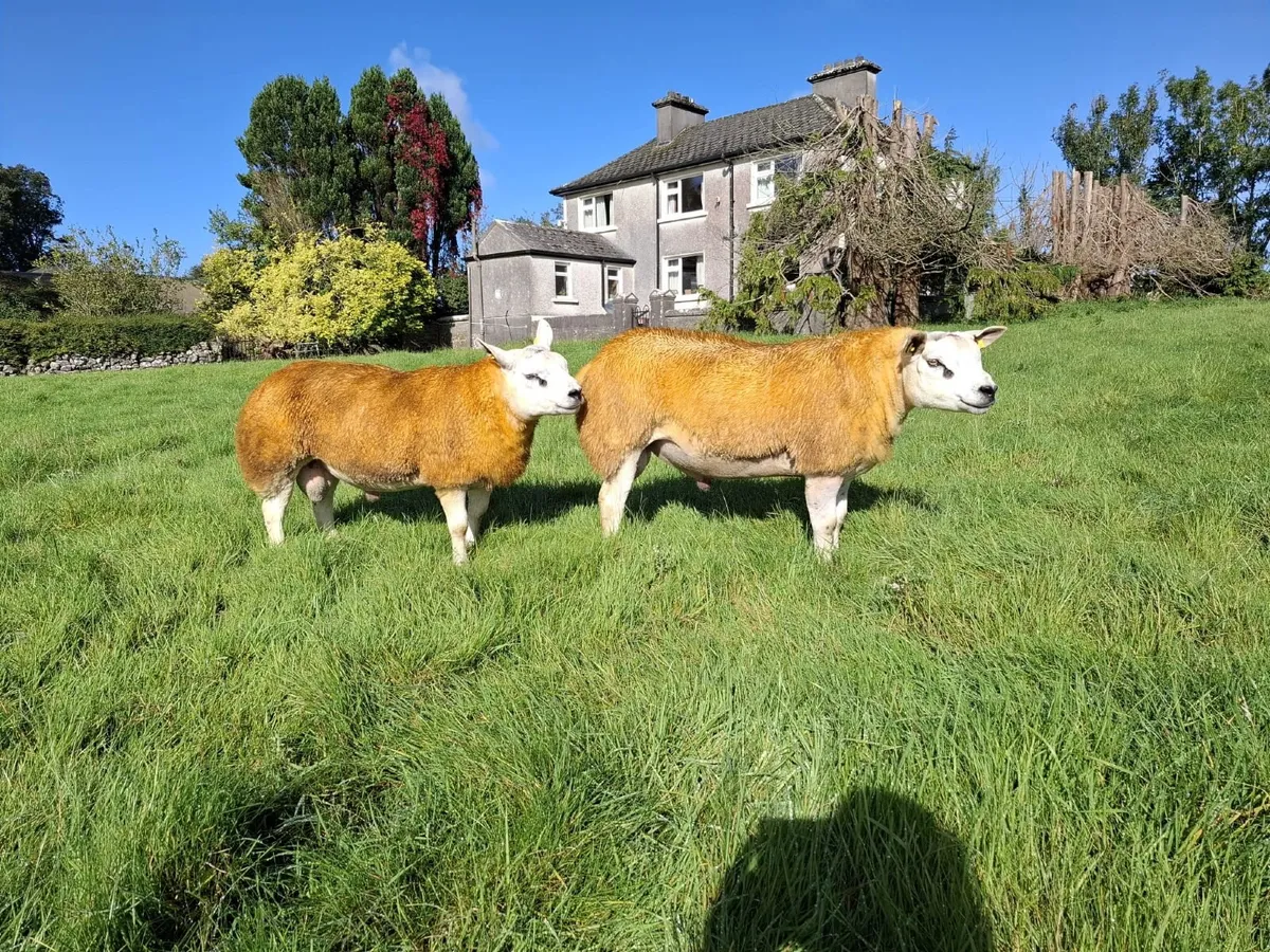 Texel ram lambs for Athenry mart 25/9/26 - Image 1