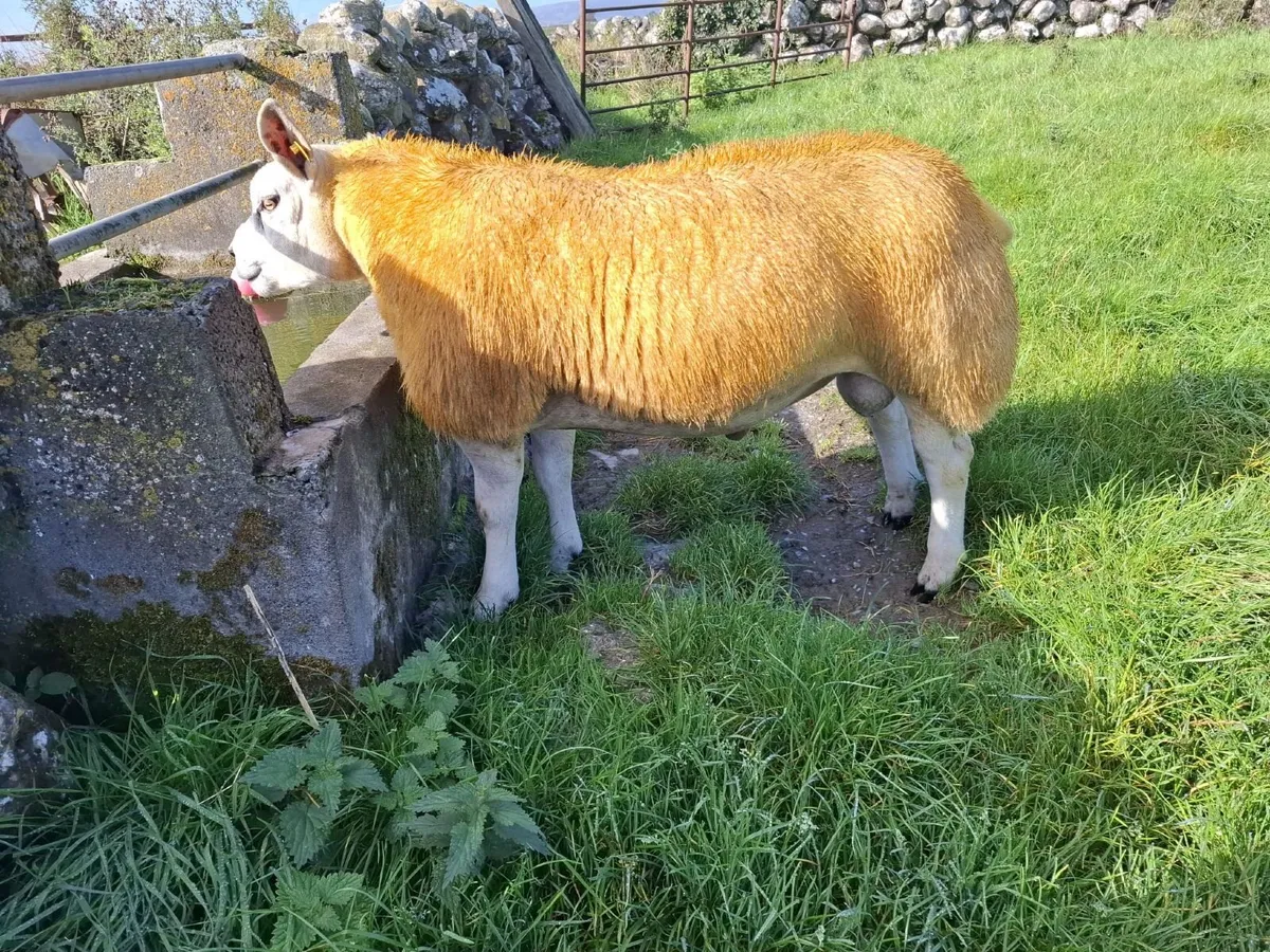 Texel ram lambs for Athenry mart 25/9/26 - Image 3