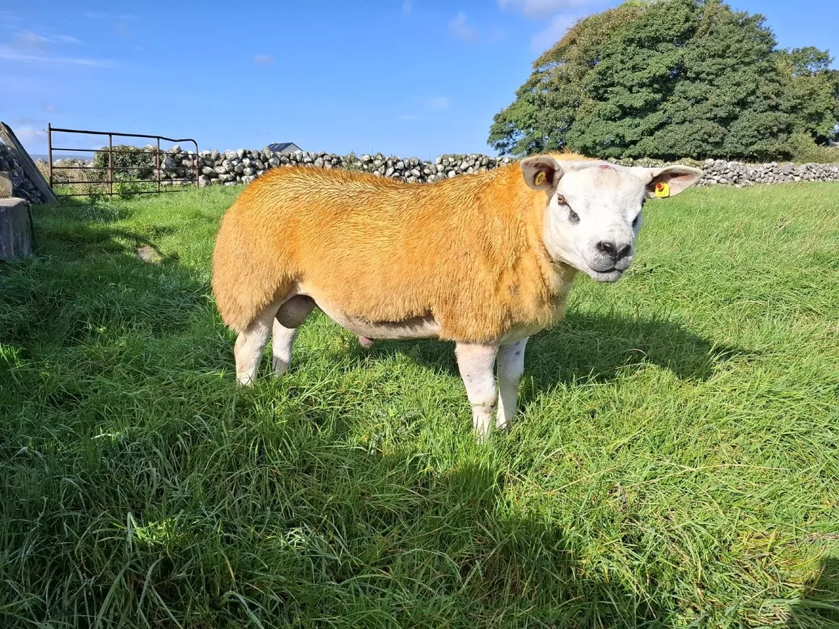 Texel ram lambs for Athenry mart 25/9/26 - Image 4