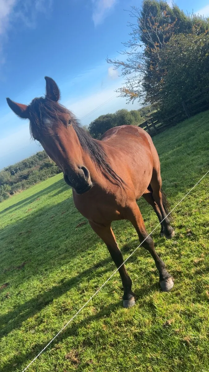 Filly - Image 1