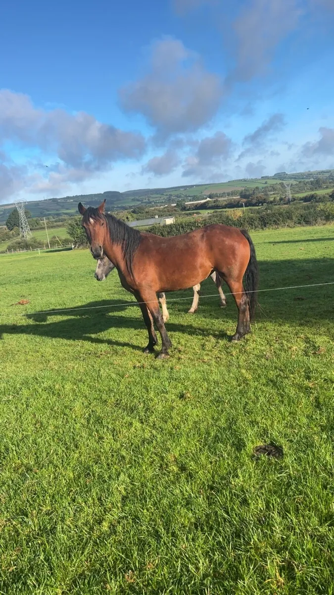 Filly - Image 2