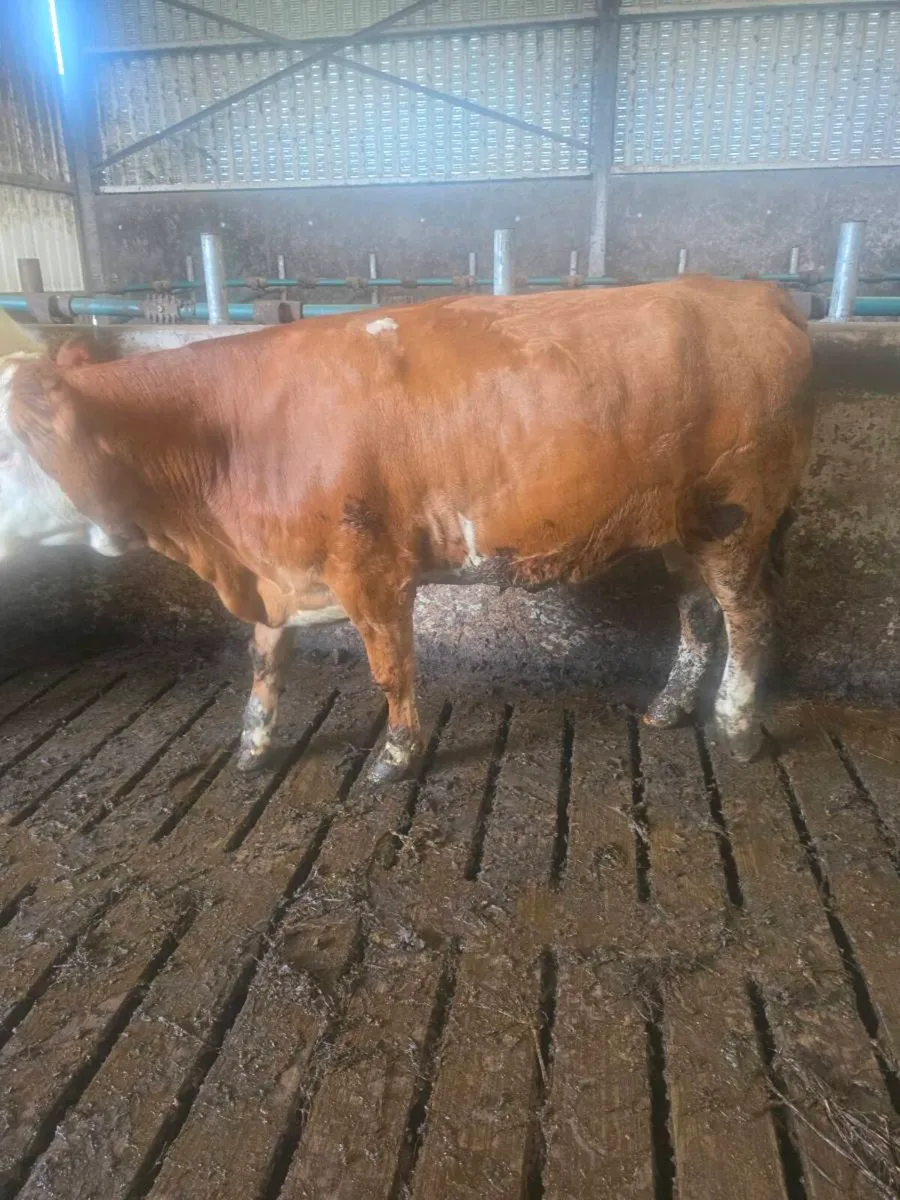 Flekveih hfrs - Image 3