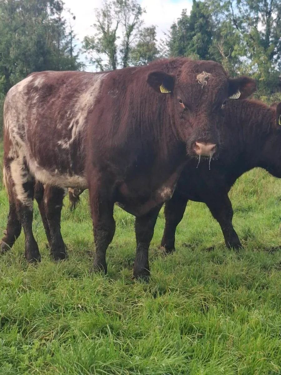 PB Shorthorn Bulls for sale - Image 2