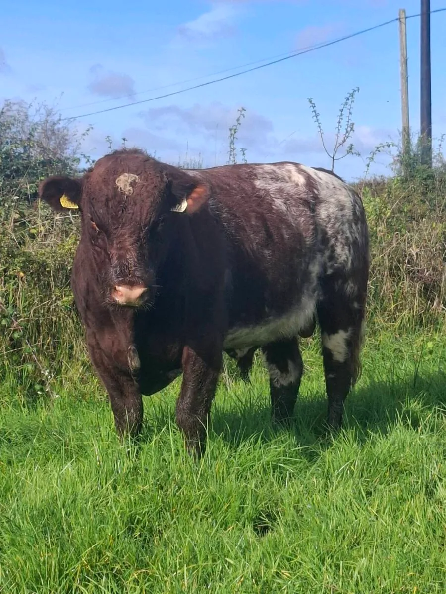 PB Shorthorn Bulls for sale - Image 3
