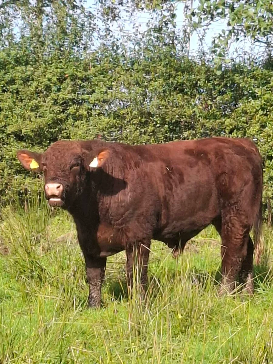 PB Shorthorn Bulls for sale - Image 4