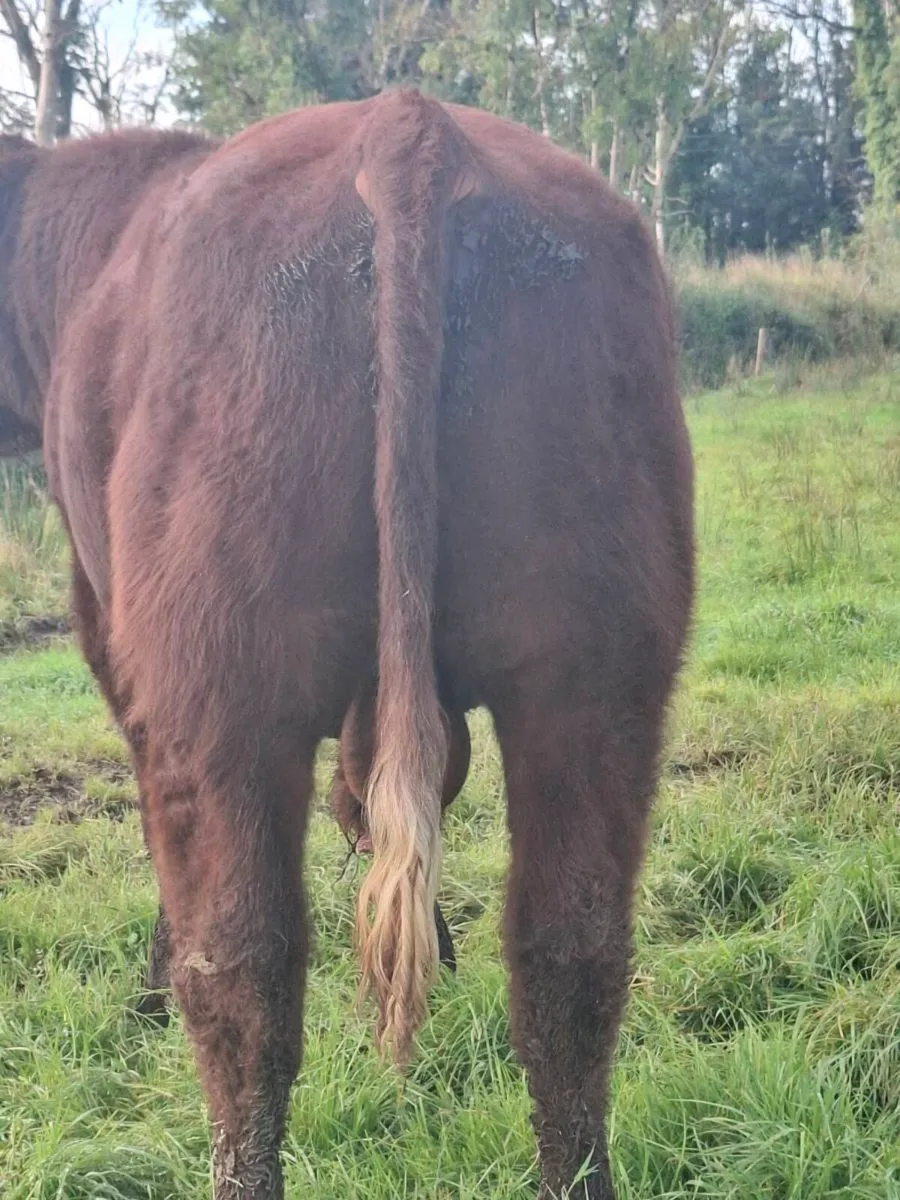 PB Shorthorn Bulls for sale - Image 1
