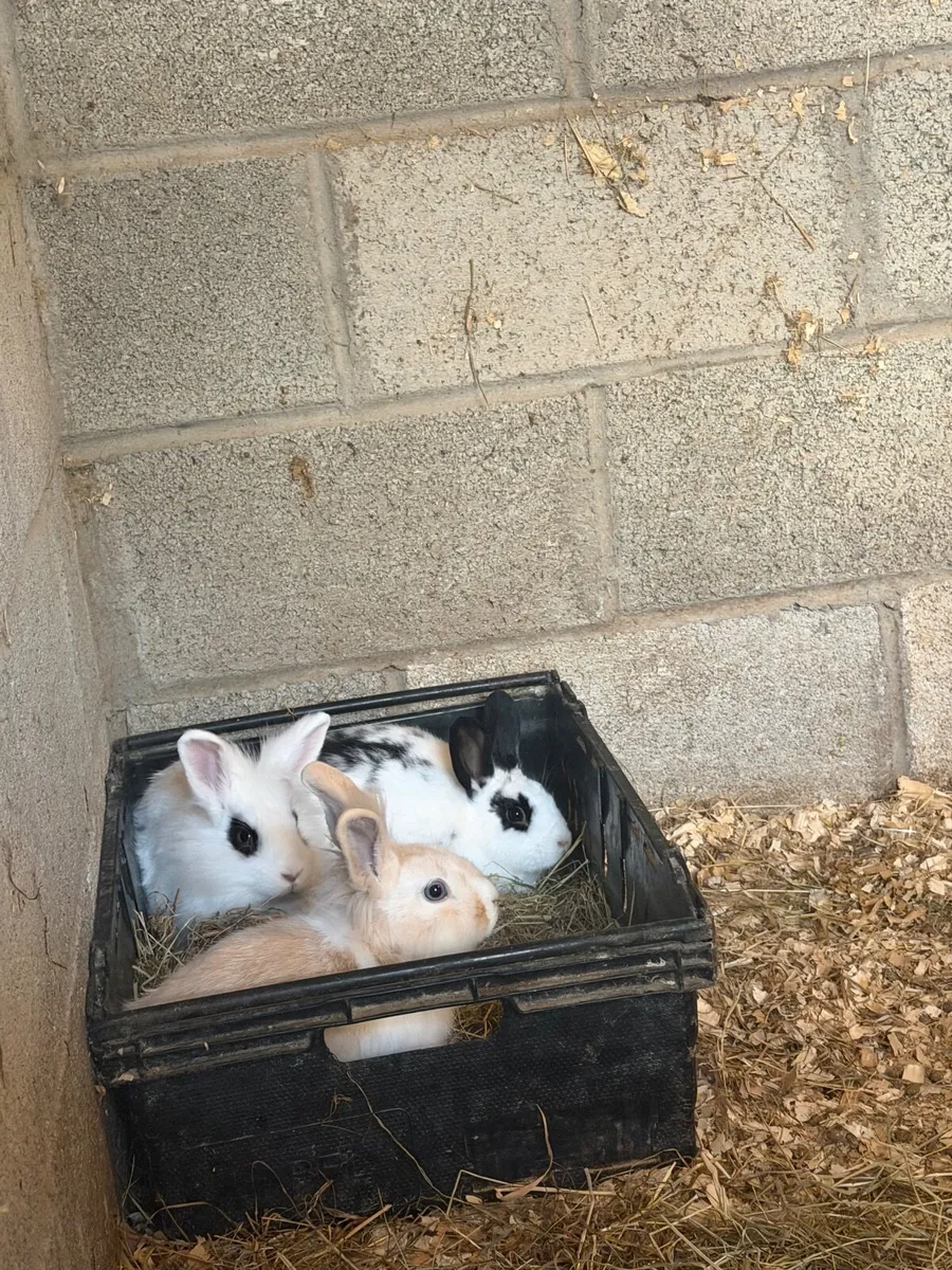 Pet Baby rabbits - Image 1