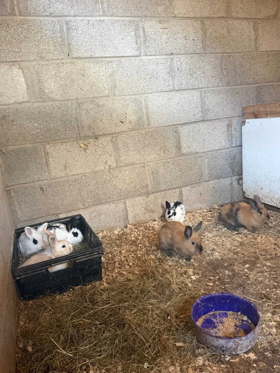 Pet Baby rabbits - Image 3