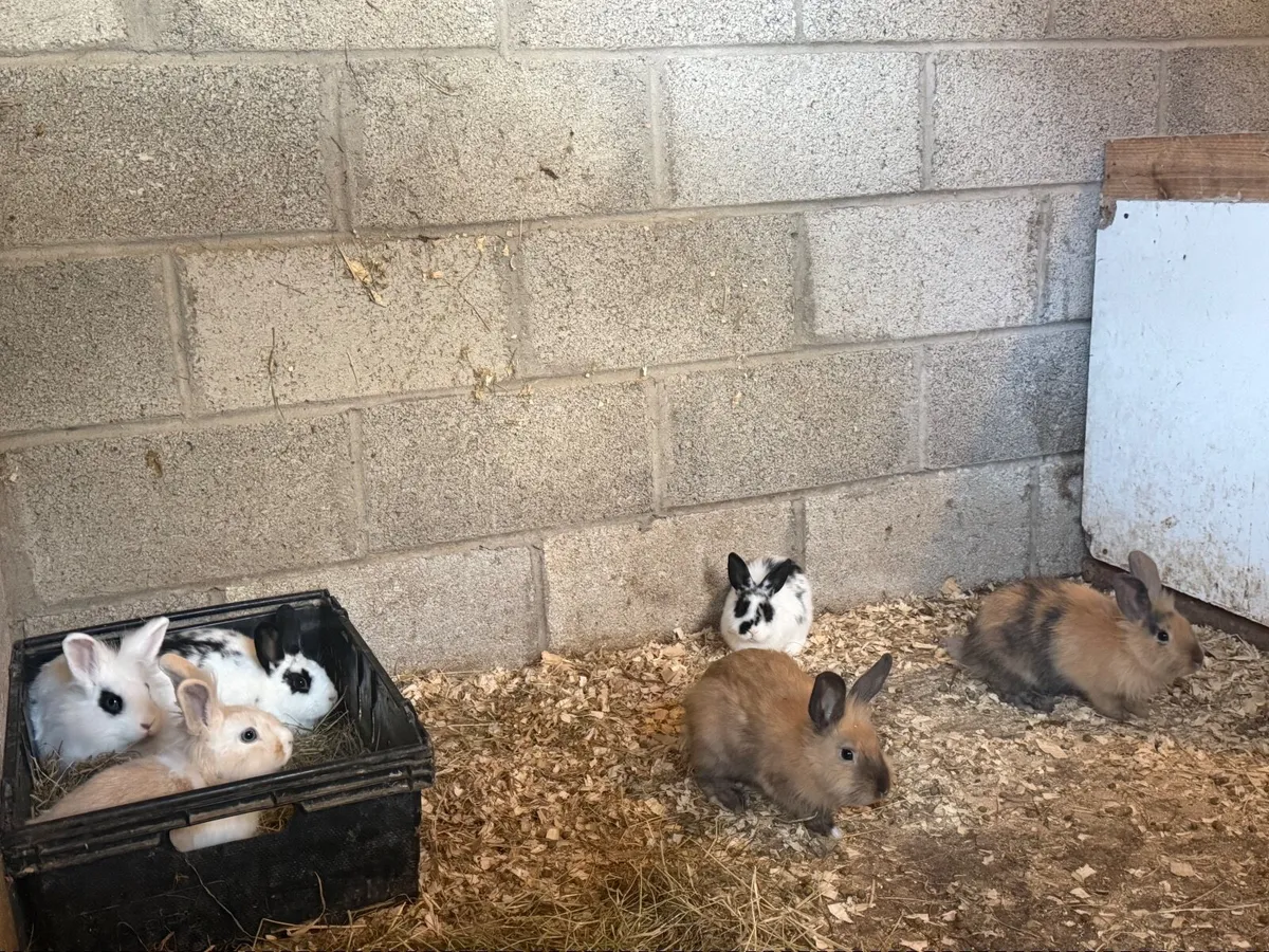 Pet Baby rabbits - Image 2