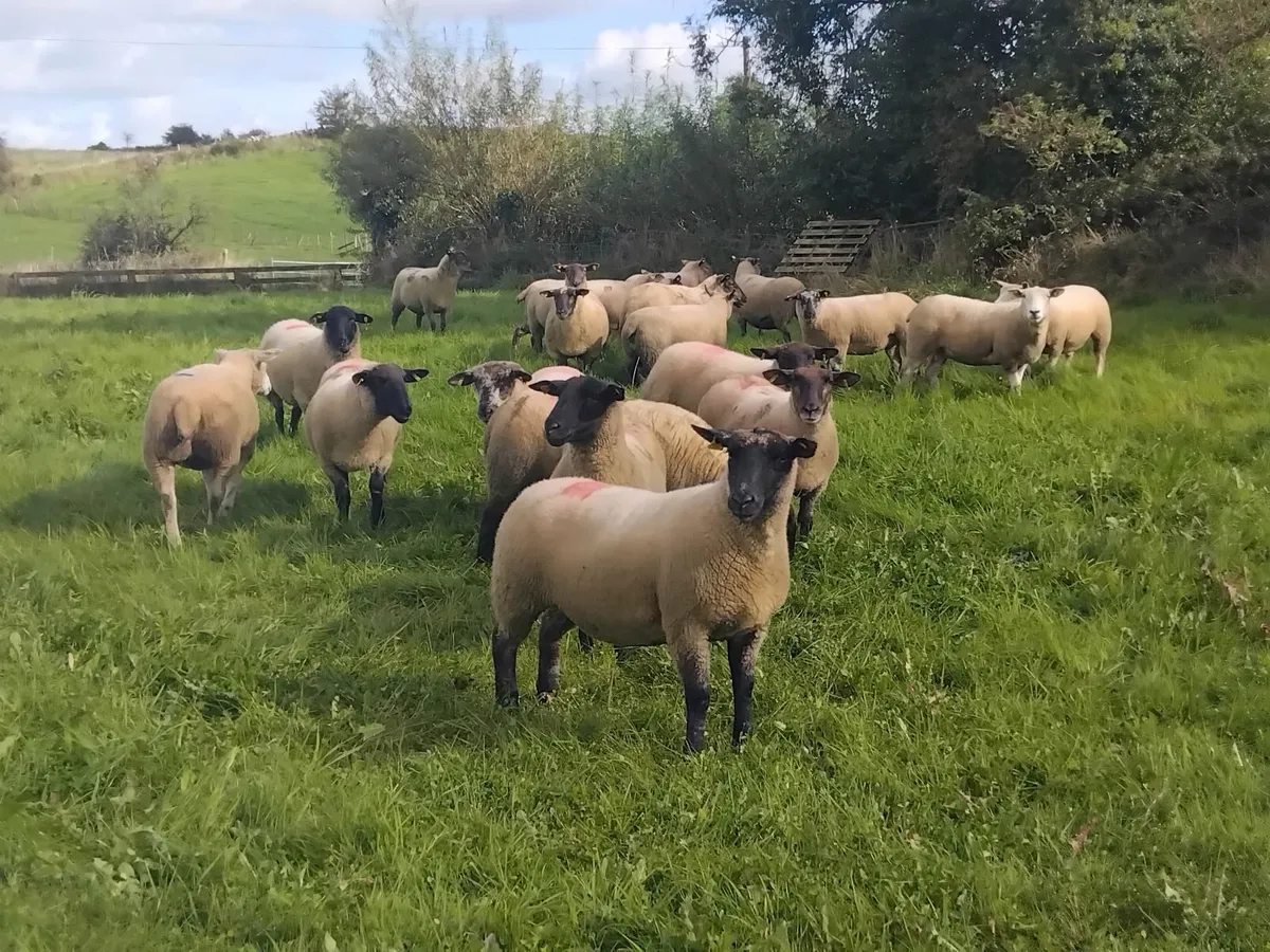 20 Top quality ewe hoggets - Image 1