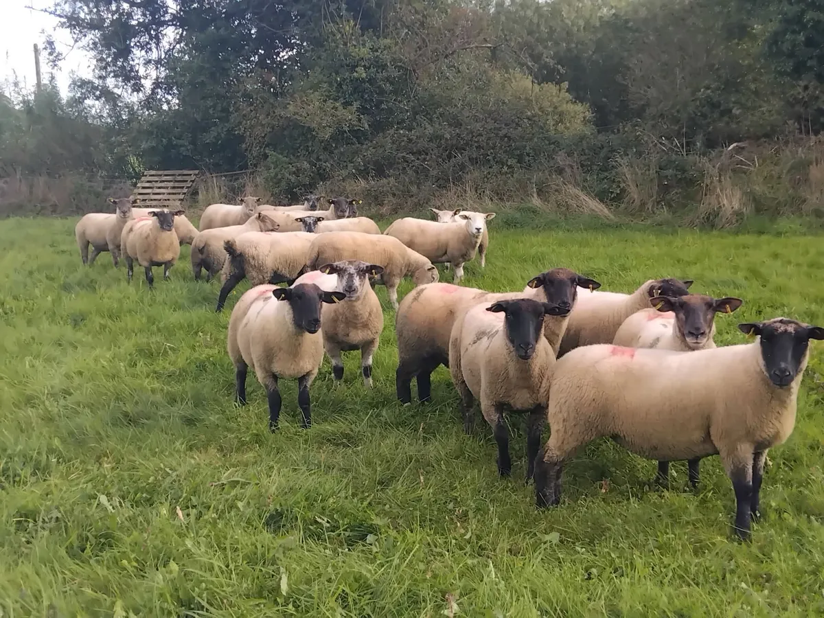 20 Top quality ewe hoggets - Image 2