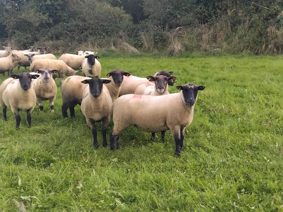 20 Top quality ewe hoggets - Image 3