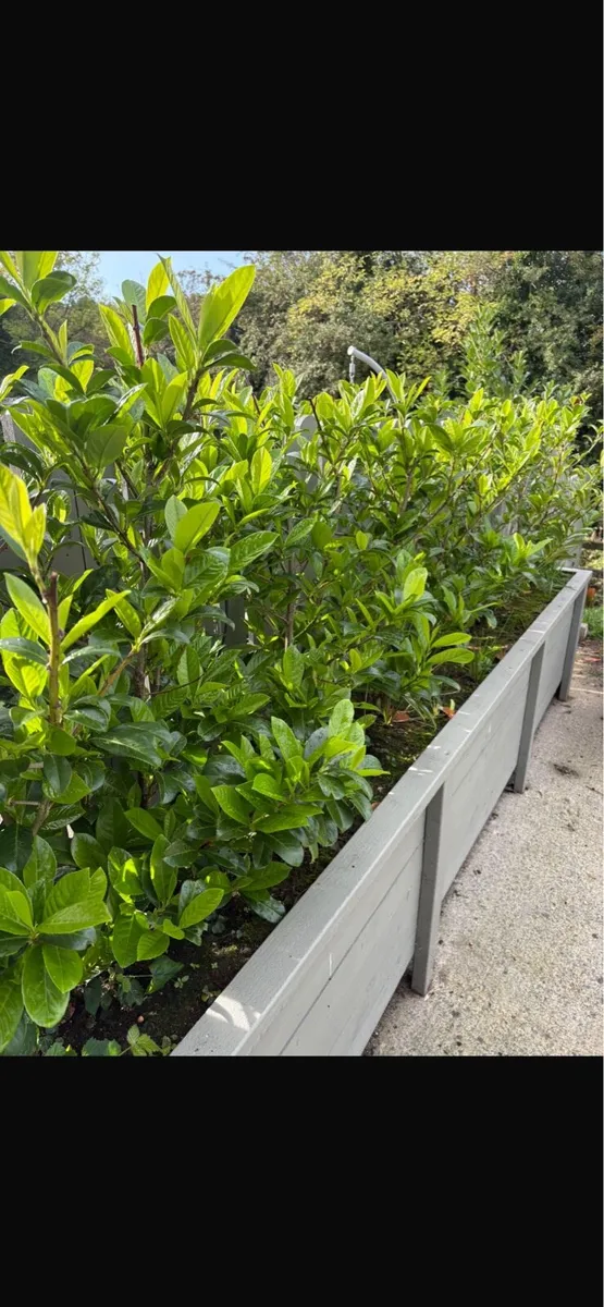 Garden planter - Image 3