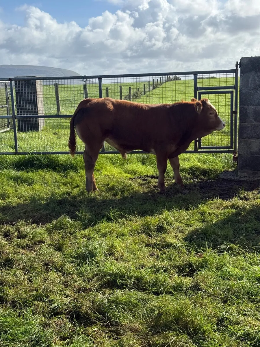 Calves - Image 1