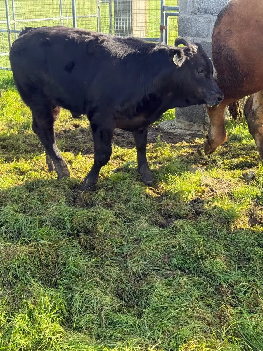 Calves - Image 2