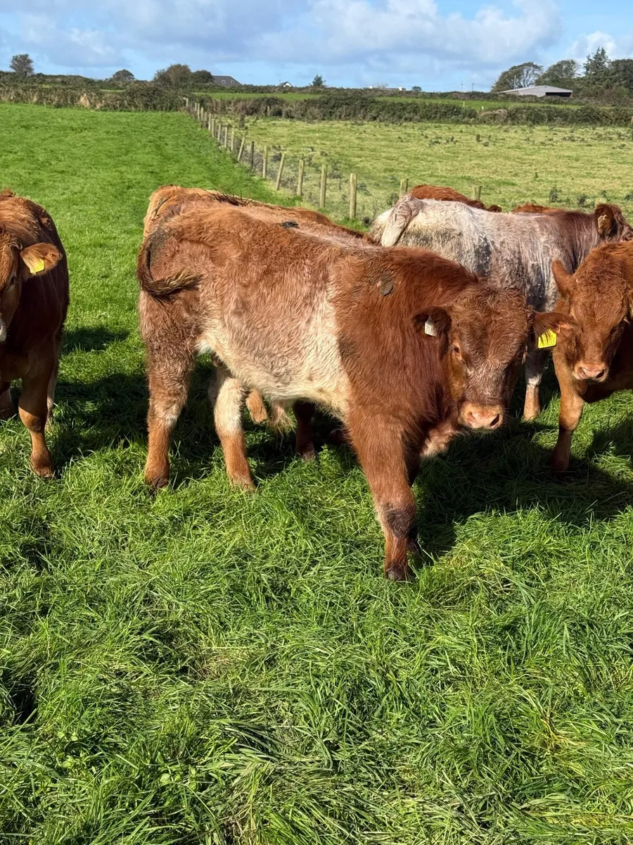 Calves - Image 3