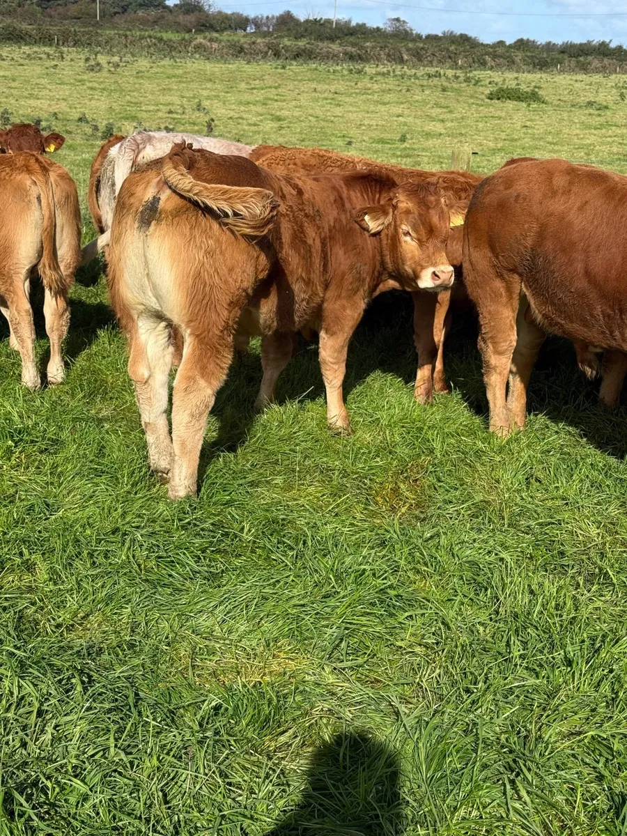 Calves - Image 4