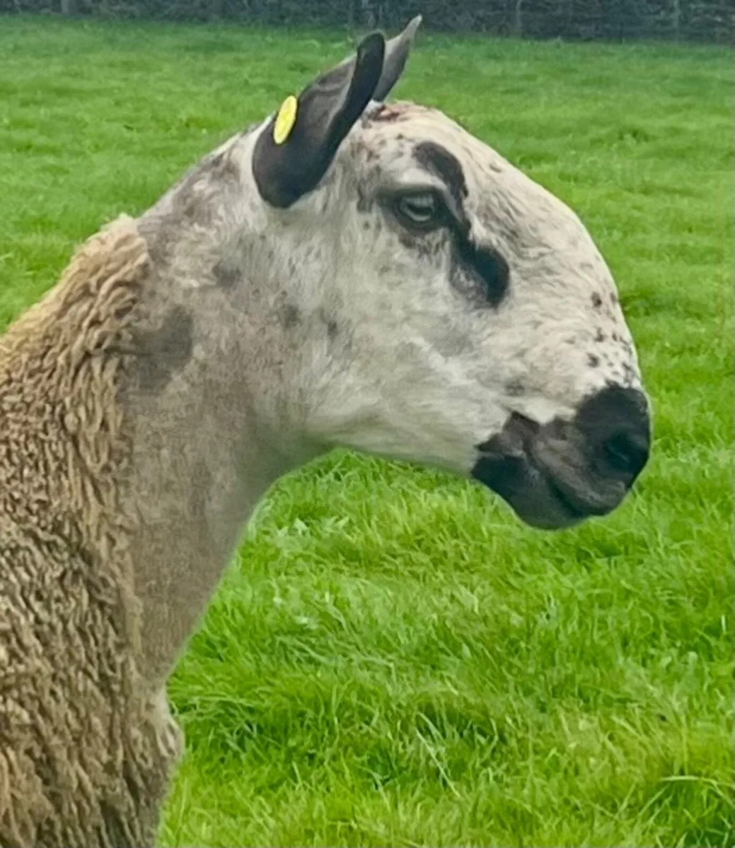 Bluefaced Leicester hoggets - Image 1