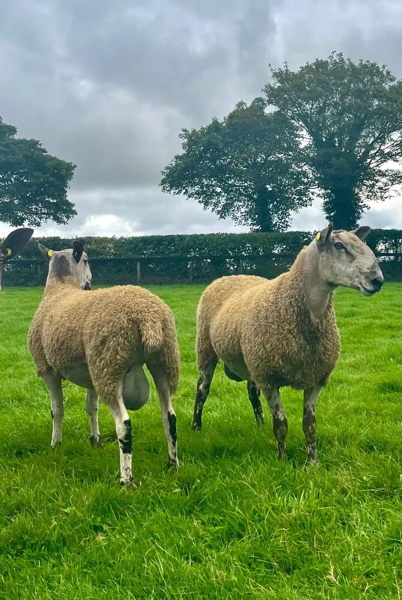 Bluefaced Leicester hoggets - Image 2