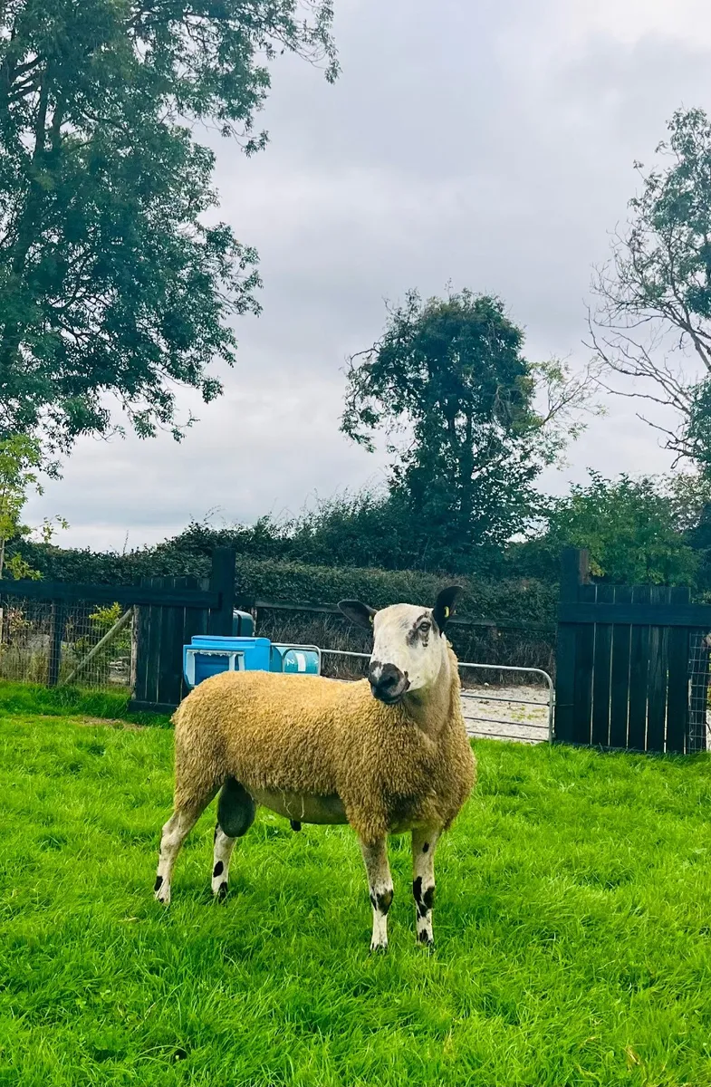Bluefaced Leicester hoggets - Image 3