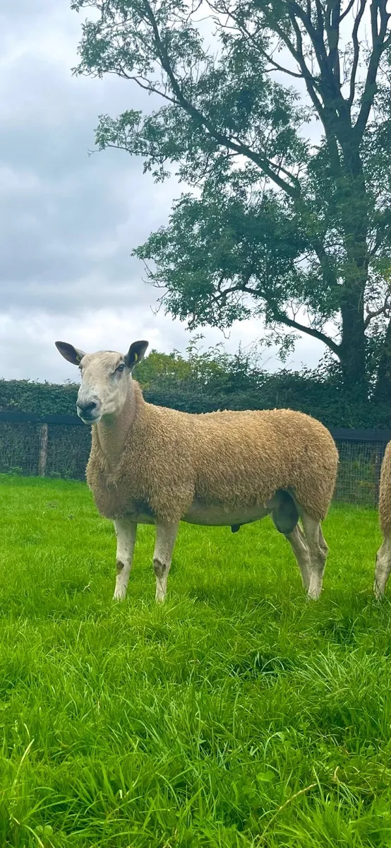 Bluefaced Leicester hoggets - Image 4