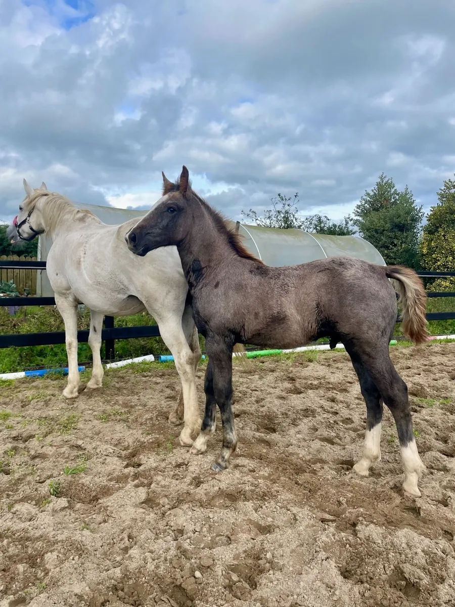 TIH Colt Foal - Image 1