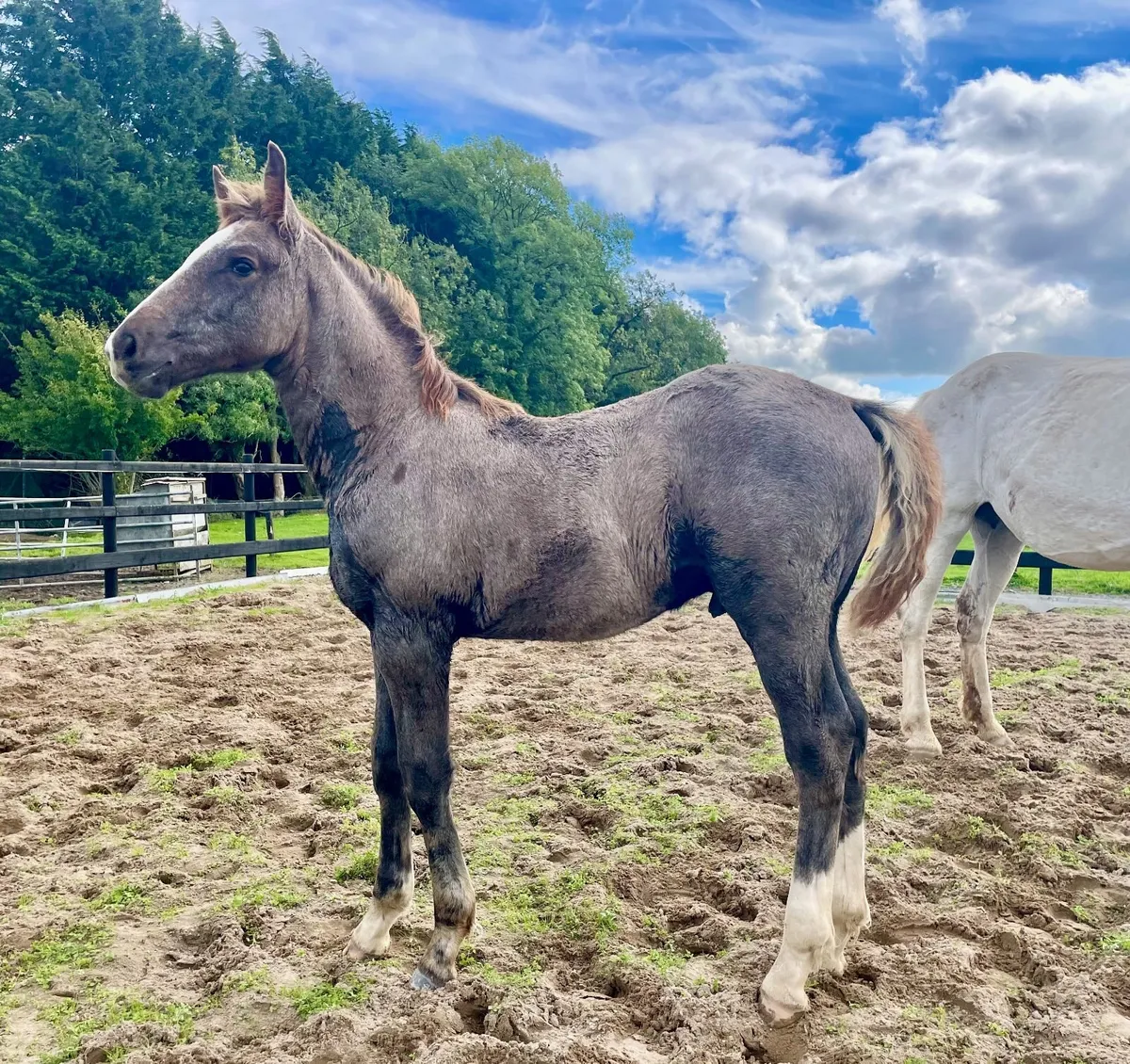 TIH Colt Foal - Image 3