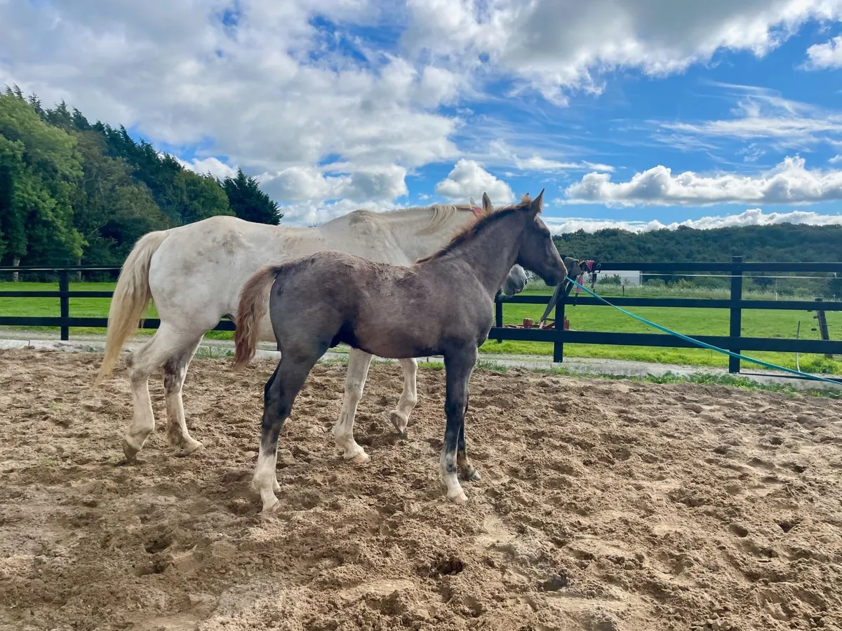 TIH Colt Foal - Image 4