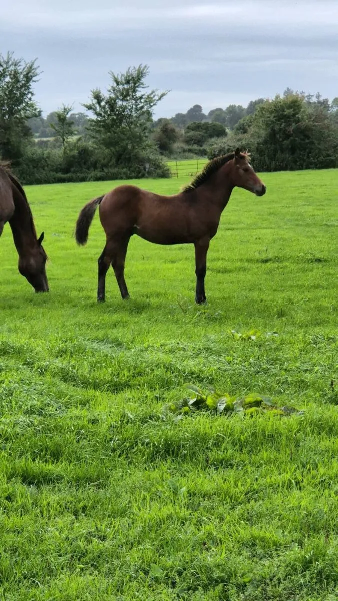 Colt foal - Image 1
