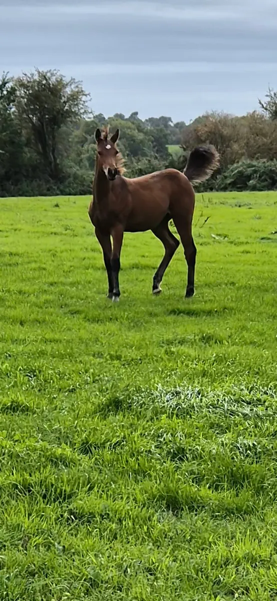 Colt foal - Image 2