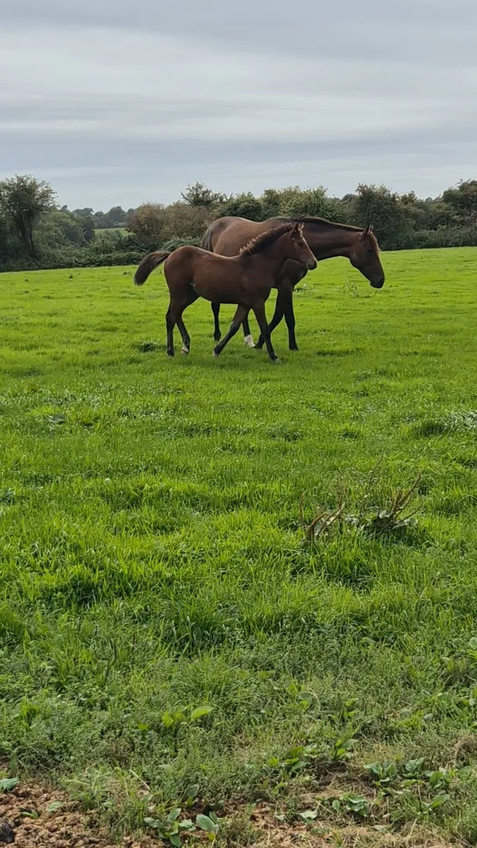 Colt foal - Image 3