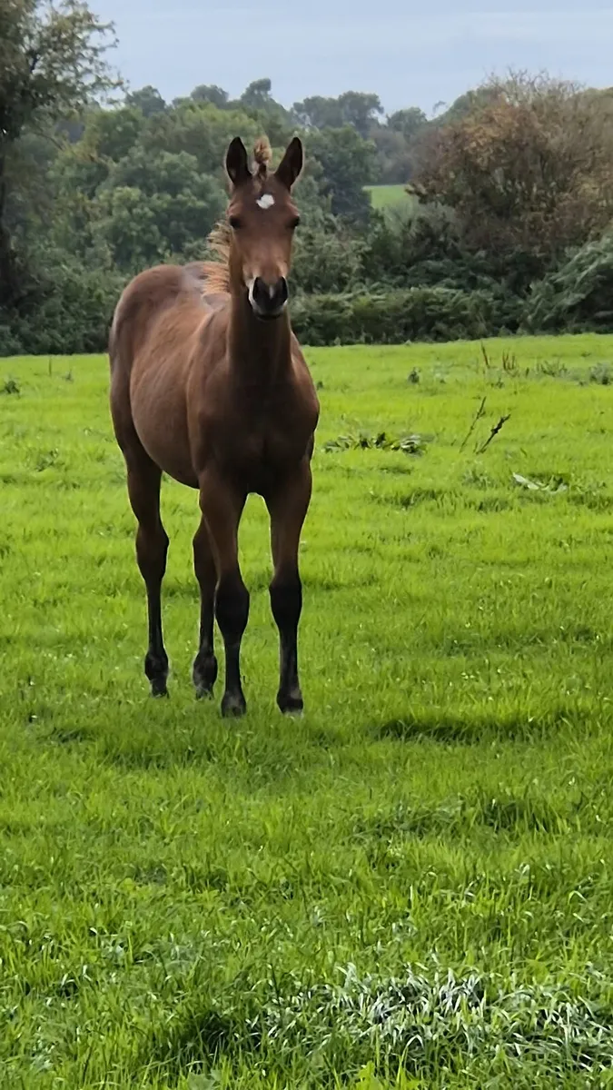 Colt foal - Image 4