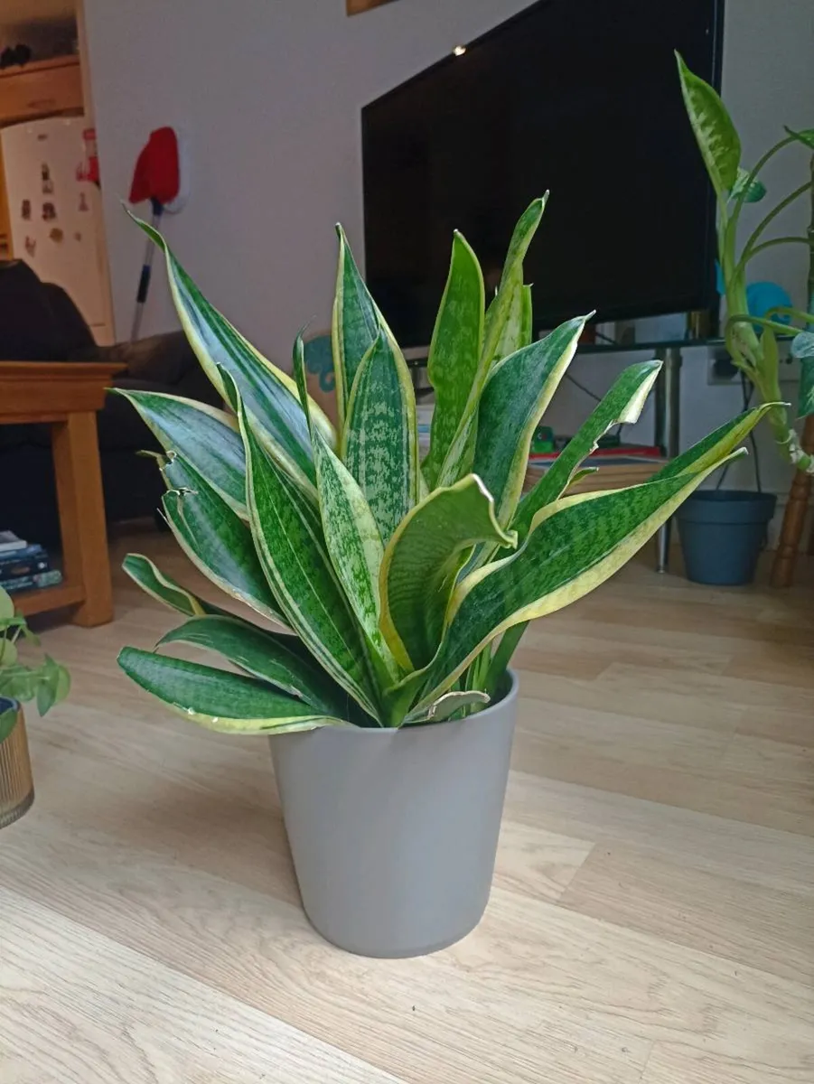 House plants - Image 3