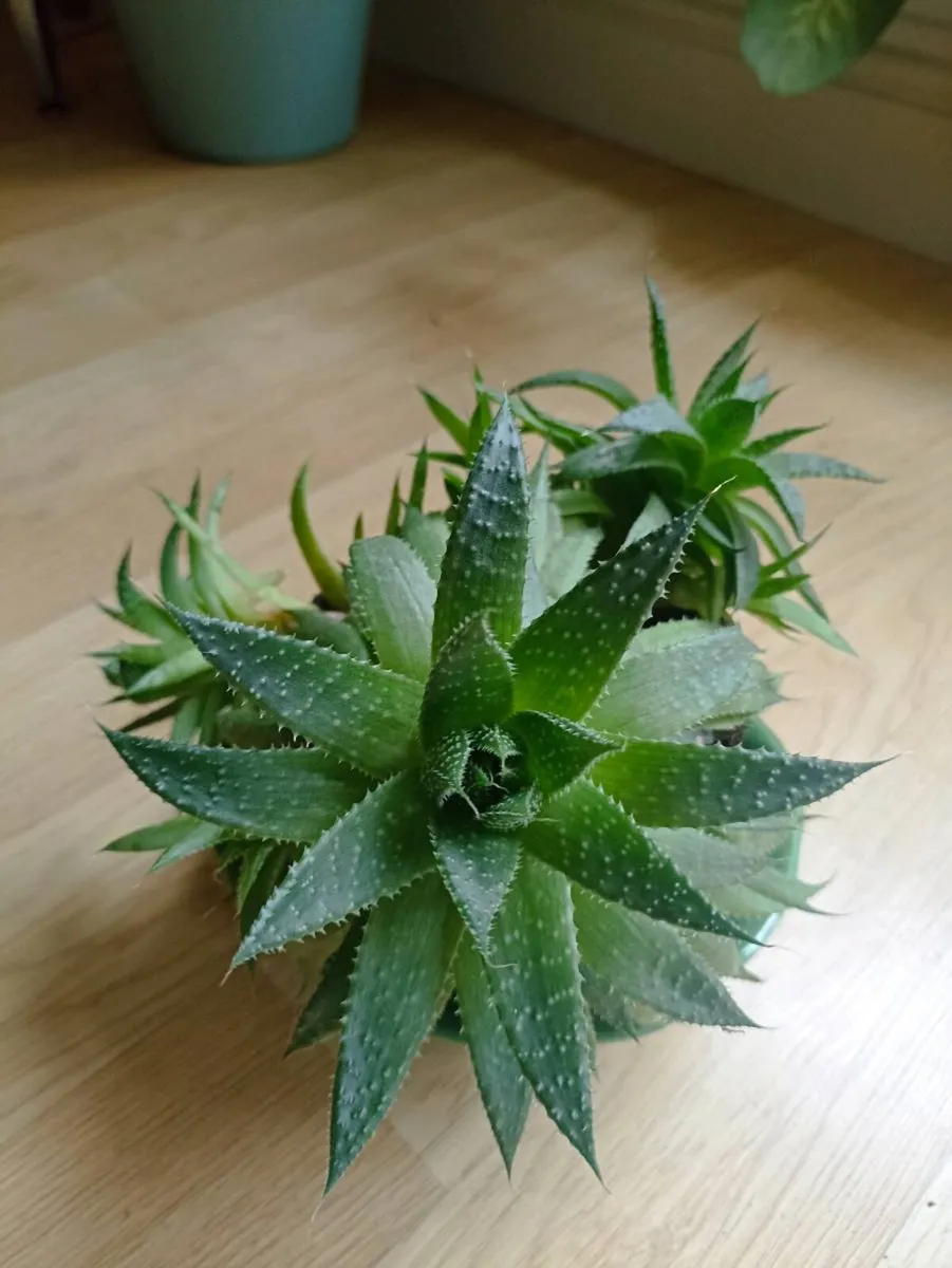 House plants - Image 4